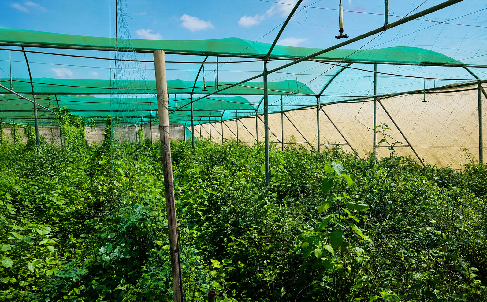 Longpepper