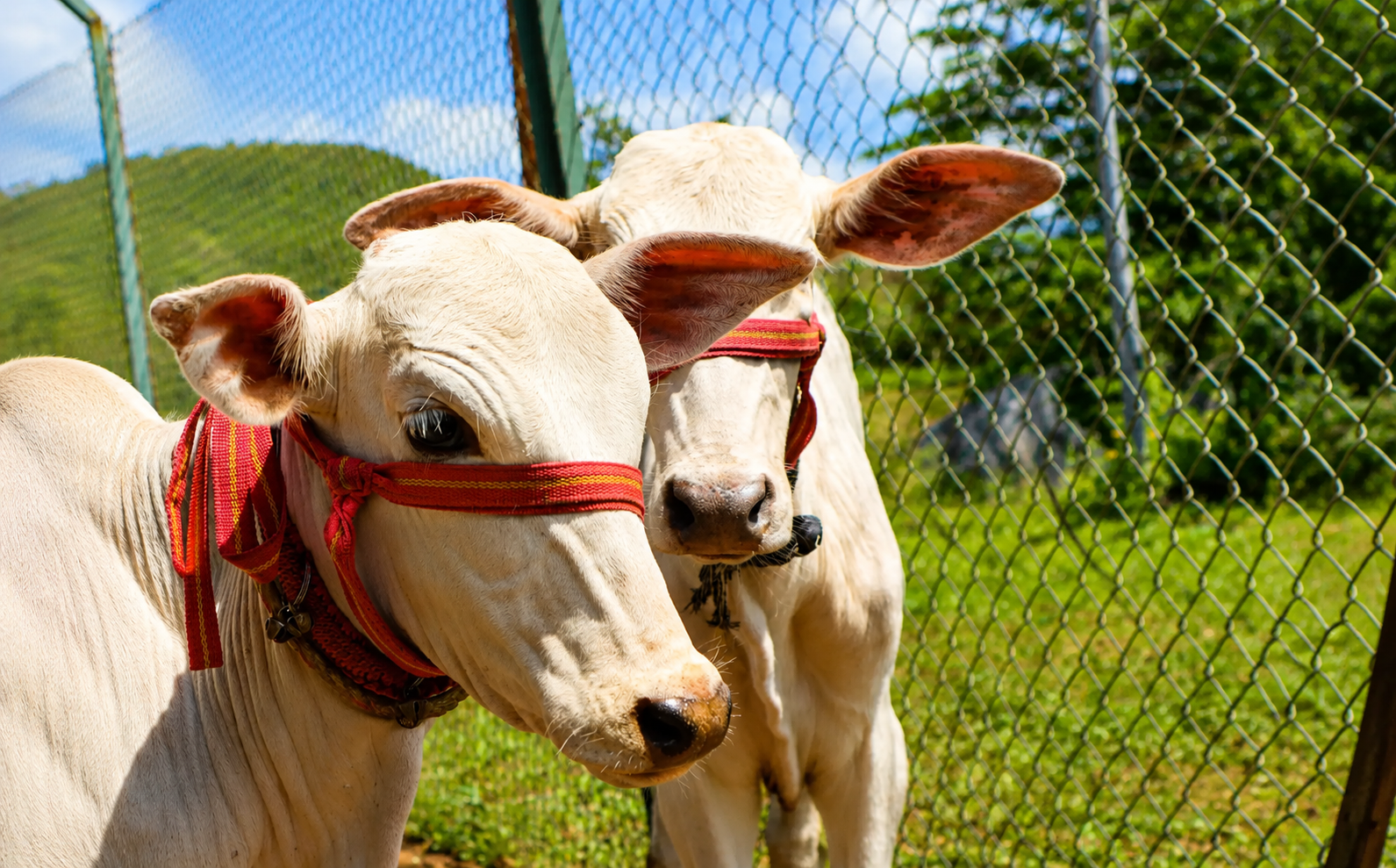 farm-animals